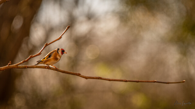 oiseau