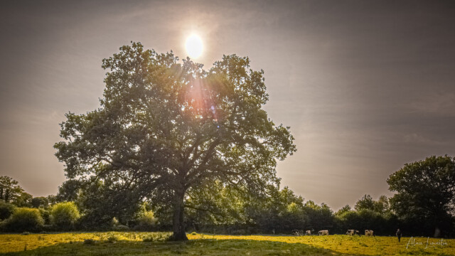 paysage