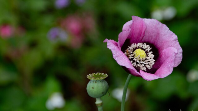 fleur