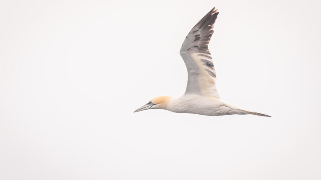 oiseau