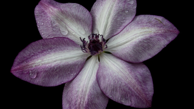 fleur