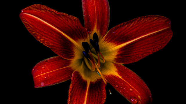 fleur