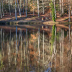reflet foret