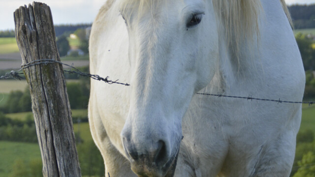 cheval