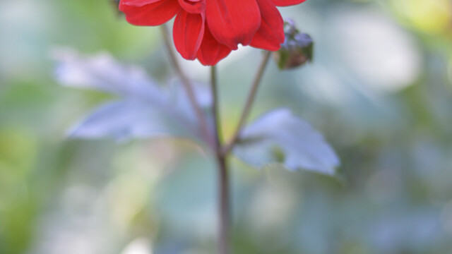 fleur