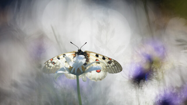 papillon