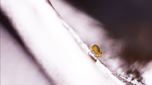 insecte