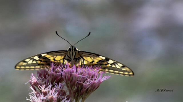 papillon