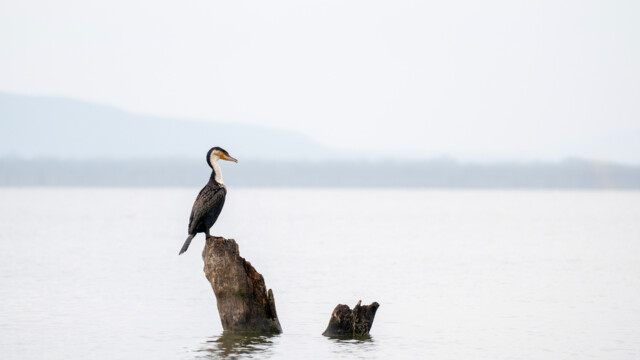 oiseau